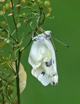 Checkered White recently emerged
